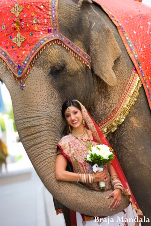 indian wedding bridal portraits elephant