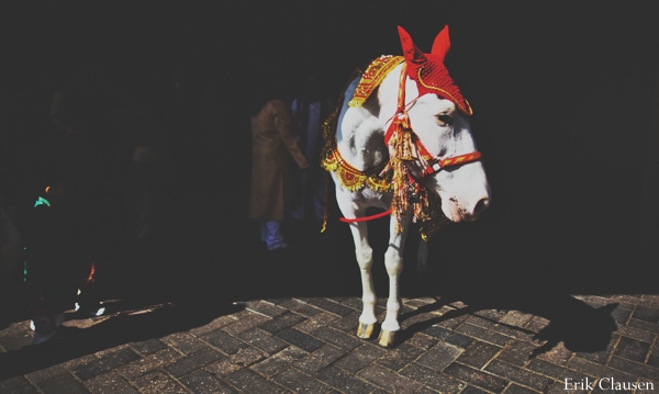 indian wedding horse white celebration