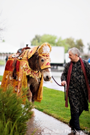 indian-wedding-baraat-horse