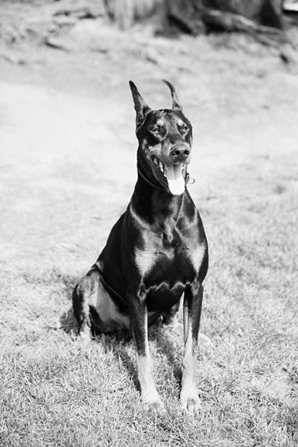 indian family dog portrait photography