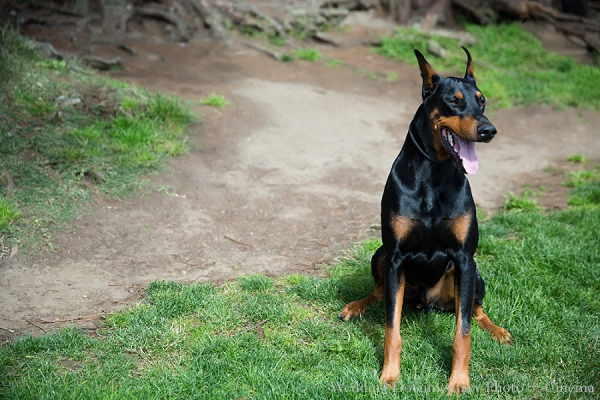 indian family photography dog portraits