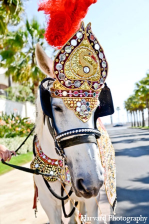 Indian Wedding Baraat Horse Photo 11529