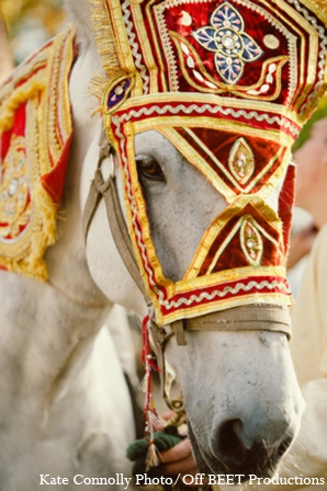 indian wedding baraat horse