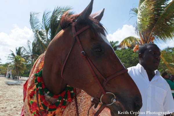 indian-wedding-horse-photography