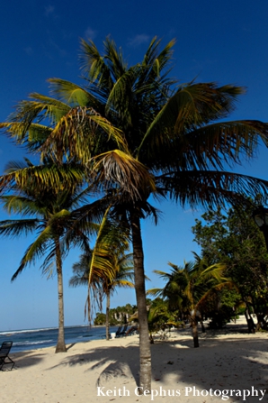 indian-wedding-venue-beach-palm-tree