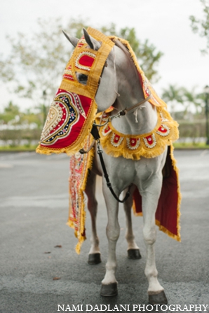 indian wedding baraat horse