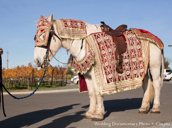 indian wedding baraat horse